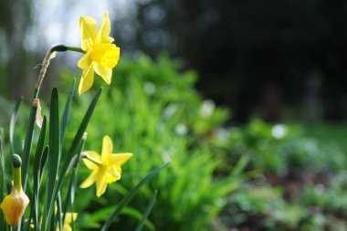 Renkli Baharın Güzel Manzarası Flora Luton Kasabası Yerel Halk Parkı 'nda
