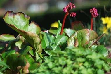 Renkli Baharın Güzel Manzarası Flora Luton Kasabası Yerel Halk Parkı 'nda