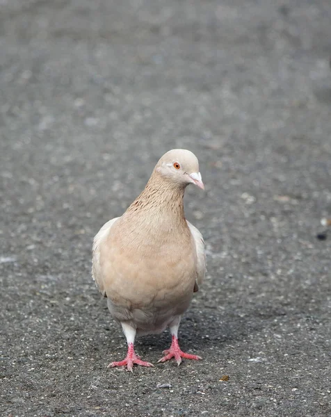 Pigeon Perché Luton Park Angleterre — Photo