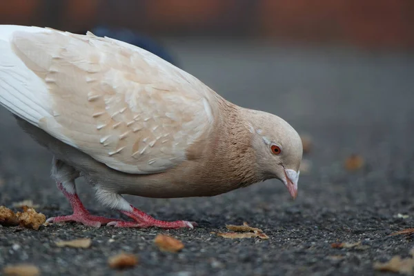 Pigeon Perching Luton Park England — Stock Photo, Image