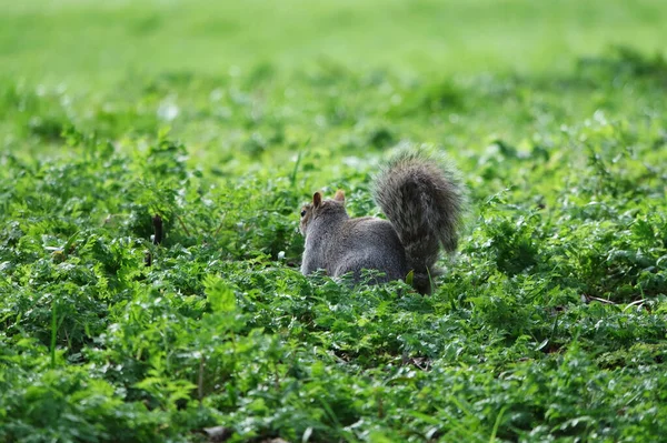Cute Wiewiórka Stojąc Parku — Zdjęcie stockowe