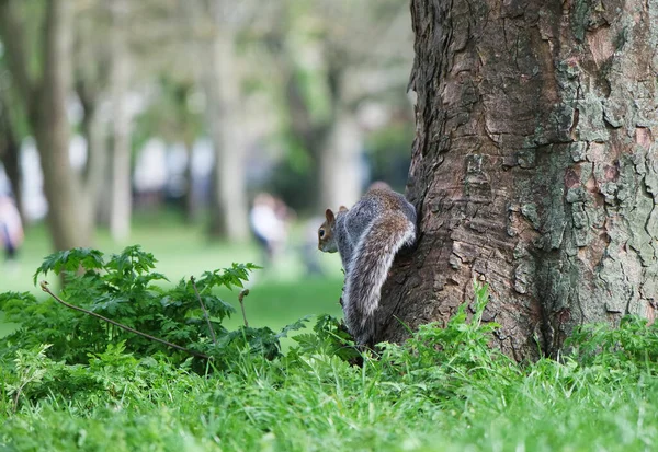 Χαριτωμένος Σκίουρος Στέκεται Στο Πάρκο — Φωτογραφία Αρχείου