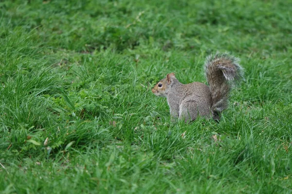 可爱的松鼠站在公园里 — 图库照片