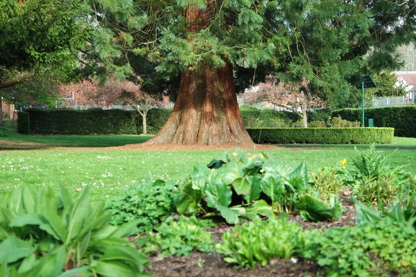 英格兰卢顿镇地方公园五彩缤纷的春天植物美景 — 图库照片