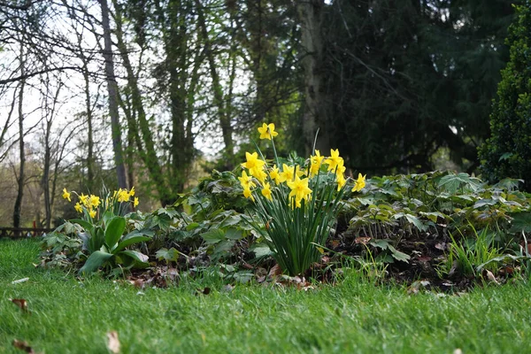 Piękny Widok Kolorowe Flory Wiosny Lokalnym Parku Publicznym Luton Town — Zdjęcie stockowe