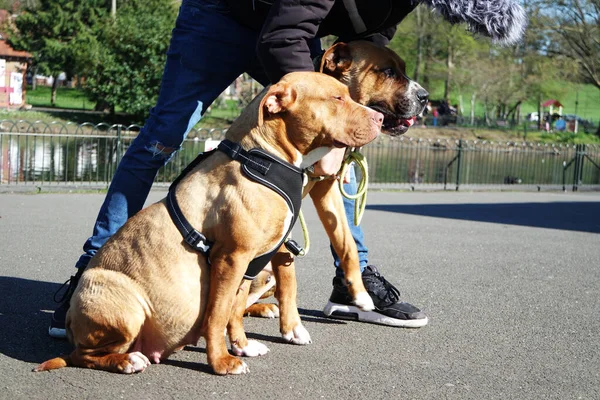 Bruine Amerikaanse Bully Dog Een Park — Stockfoto