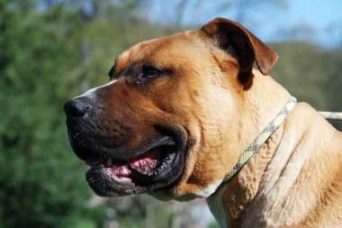 Parktaki Esmer Amerikan Kabadayı Köpeği