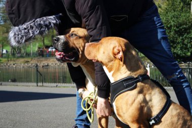 Parktaki Esmer Amerikan Köpekleri