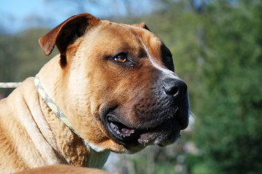 Parktaki Esmer Amerikan Kabadayı Köpeği