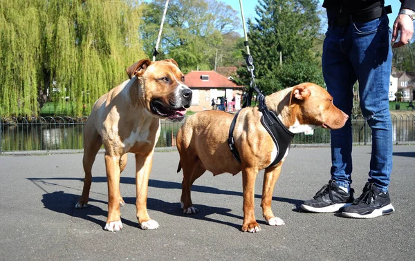 Brown American Bully Dogs Een Park — Stockfoto