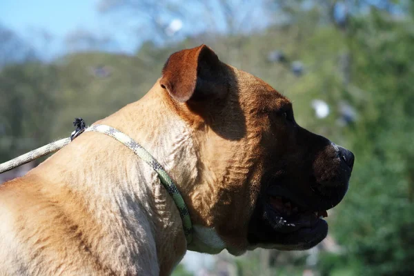 Barna Amerikai Bully Dog Egy Parkban — Stock Fotó