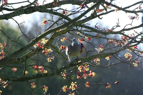 Вид Красочную Весеннюю Флору Местном Общественном Парке Английского Города Лутон — стоковое фото