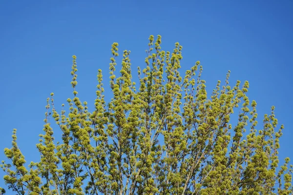 stock image Beautiful View of Colorful Spring Flora at Local Public Park of Luton Town of England