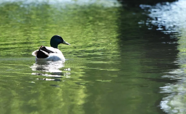Aves Aquáticas Bonitos Lago Parque Público Luton Inglaterra Reino Unido — Fotografia de Stock