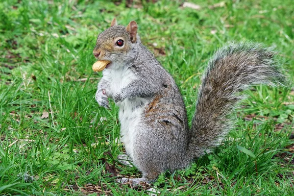 공원에서 귀여운 다람쥐 — 스톡 사진