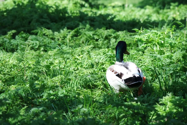 Söta Vattenfåglar Vid Lake Public Park Luton England — Stockfoto