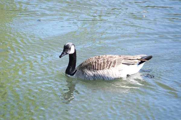 Lindas Aves Acuáticas Lago Del Parque Público Luton Inglaterra Reino — Foto de Stock