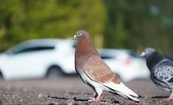イングランドのルトン公園にあるピジョン鳥の低角度ビュー — ストック写真