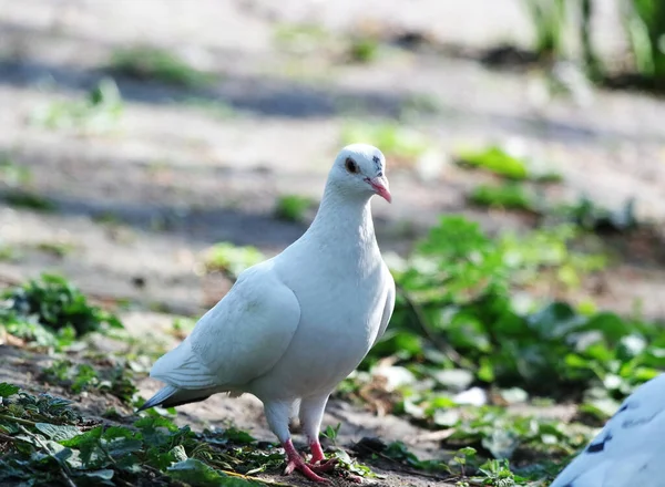 Tiefansicht Des Taubenvogels Der Luton Park Hockt England — Stockfoto