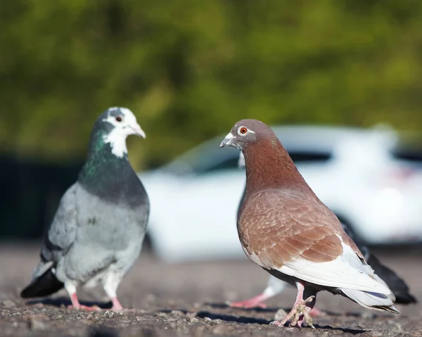Luton Park Ngiltere Deki Güvercin Kuşunun Alçak Açılı Görüntüsü — Stok fotoğraf