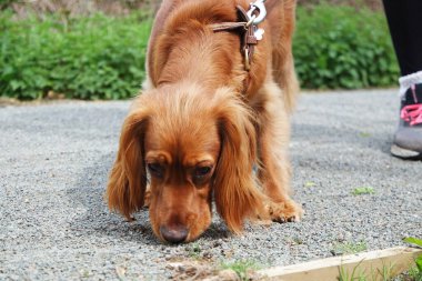 Parktaki sevimli köpek.