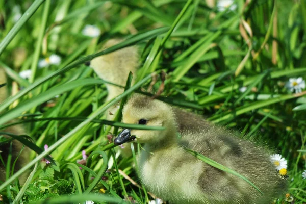 Ducklings Bedford Lake — Stock Photo, Image