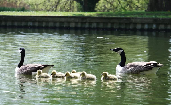 Ducklings Bedford Lake — Stock Photo, Image