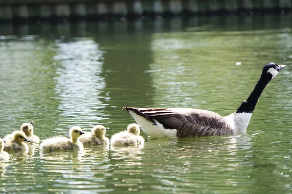 Ducklings Bedford Lake — Stock fotografie