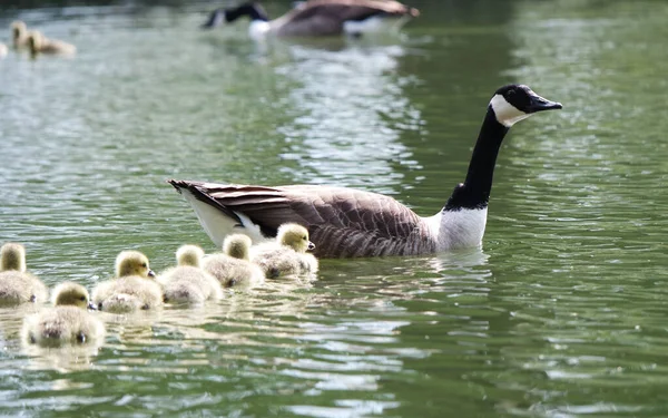 Ducklings Bij Bedford Lake — Stockfoto