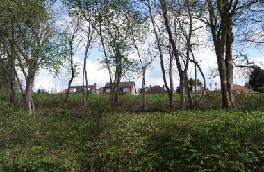 Yerel Parkın Güzel Ağaç ve Dalları Manzarası