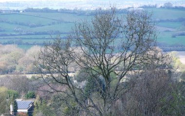 Yerel Parkın Güzel Ağaç ve Dalları Manzarası