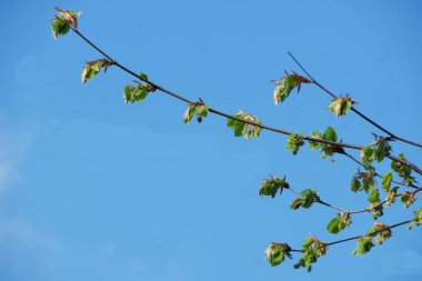 Yerel Parkın Güzel Ağaç ve Dalları Manzarası
