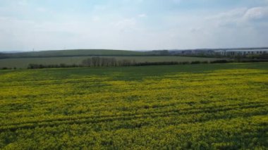 Bedford İngiliz Kırsal Bölgesi, İngiltere. Çiçekli tarlalar, ilkbahar manzarası