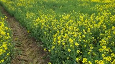 Bedford İngiliz Kırsal Bölgesi, İngiltere. Çiçekli tarlalar, ilkbahar manzarası