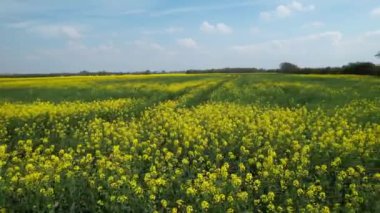Bedford İngiliz Kırsal Bölgesi, İngiltere. Çiçekli tarlalar, ilkbahar manzarası
