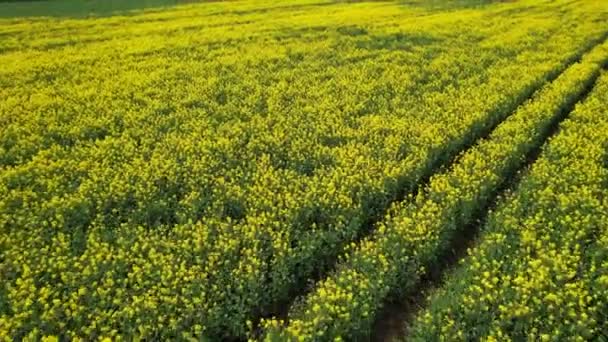 Filmaufnahmen Von Bedford British Countryside England Blühende Felder Blick Auf — Stockvideo