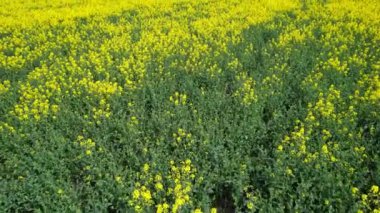 Bedford İngiliz Kırsal Bölgesi, İngiltere. Çiçekli tarlalar, ilkbahar manzarası