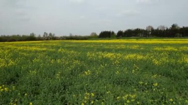 Bedford İngiliz Kırsal Bölgesi, İngiltere. Çiçekli tarlalar, ilkbahar manzarası