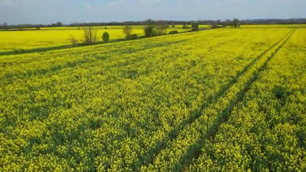 Záběry Bedford British Countryside Anglie Velká Británie Pole Květu Jarní — Stock video