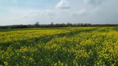Bedford İngiliz Kırsal Bölgesi, İngiltere. Çiçekli tarlalar, ilkbahar manzarası