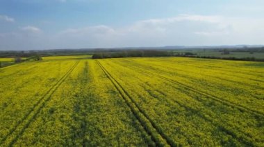 Bedford İngiliz Kırsal Bölgesi, İngiltere. Çiçekli tarlalar, ilkbahar manzarası