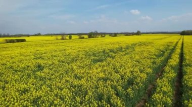 Bedford İngiliz Kırsal Bölgesi, İngiltere. Çiçekli tarlalar, ilkbahar manzarası
