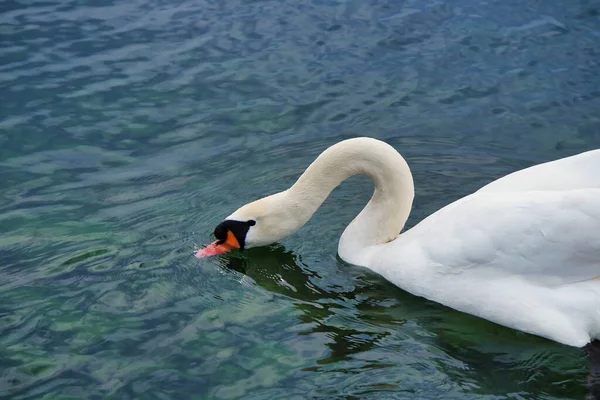Cisne Blanco Lago —  Fotos de Stock