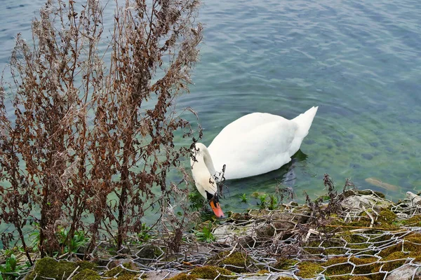 Cisne Blanco Lago — Foto de Stock