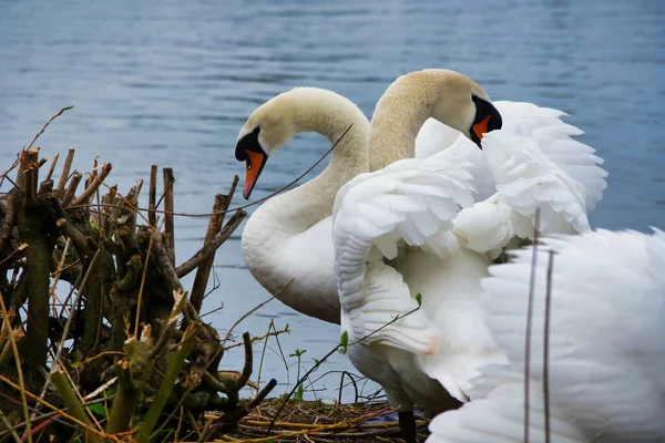 Cisnes Blancos Lago —  Fotos de Stock