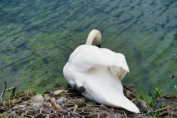 Biały Łabędź Jeziorze — Zdjęcie stockowe