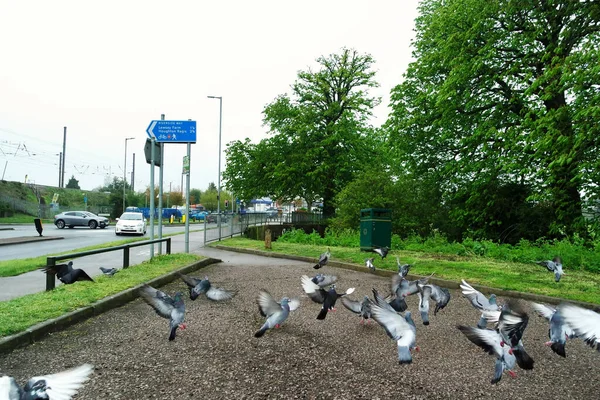 Bahar parkında kuş