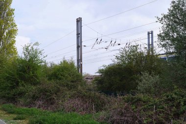 Bedford Park 'taki ağaçlar, İngiltere, İngiltere