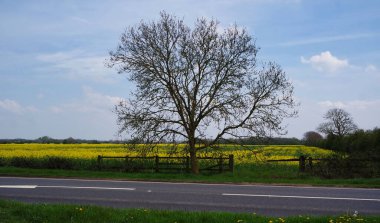 Bedford Park 'taki ağaçlar, İngiltere, İngiltere