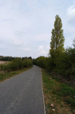 Bedford Park, İngiltere 'deki ağaçlar ve yollar.